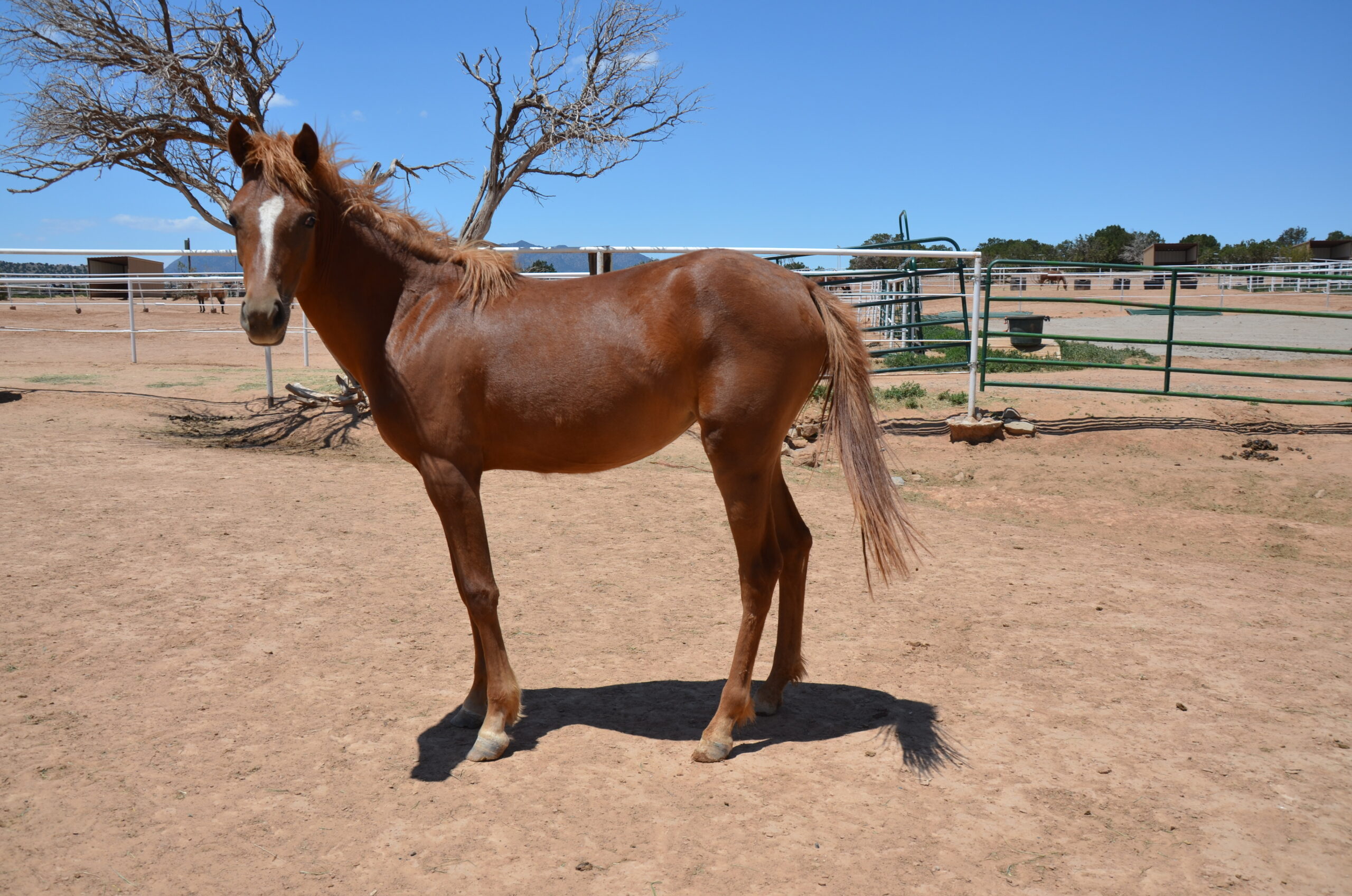 DSC_8454_Gidget